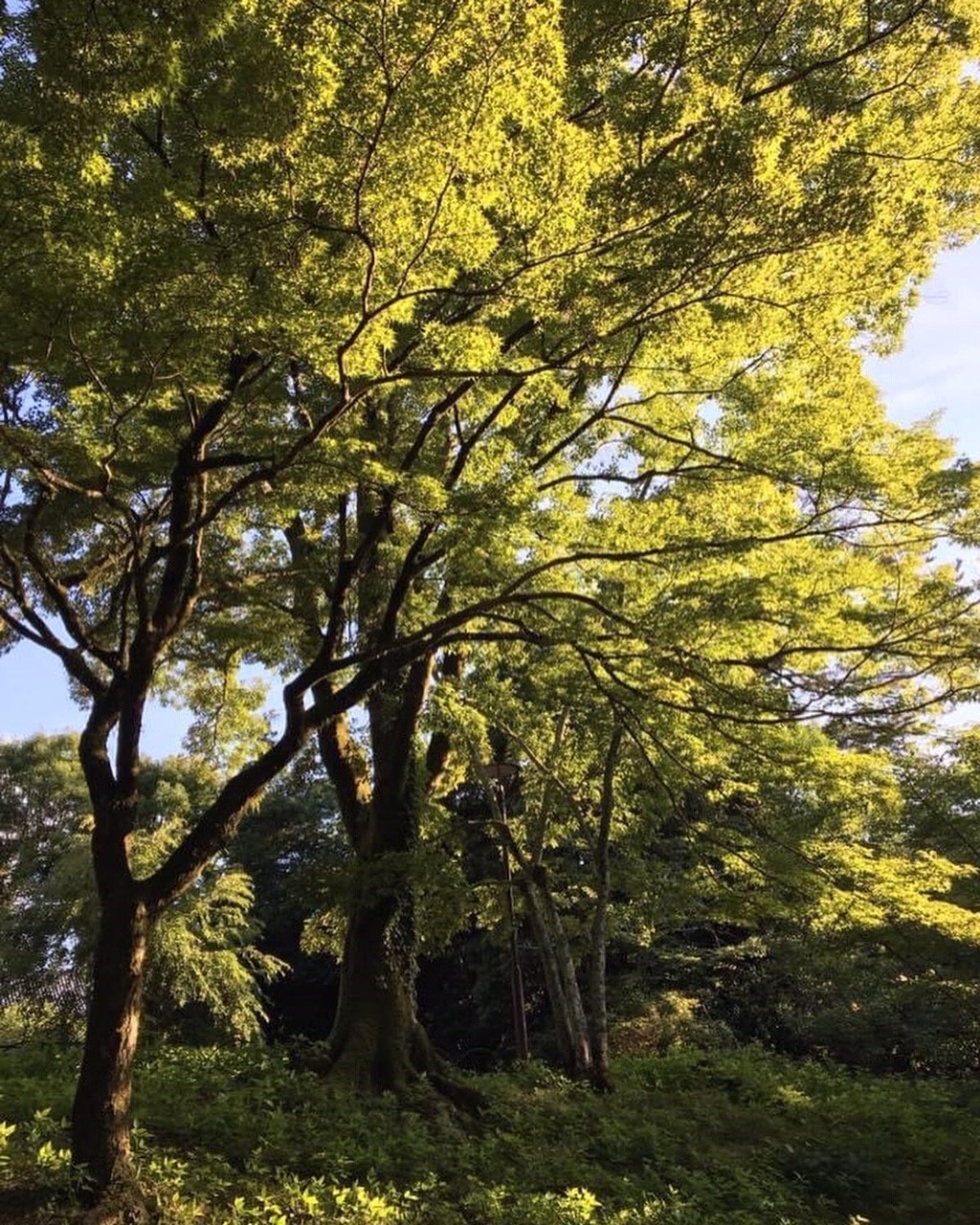 My Forest Bathing Discovery in Japan