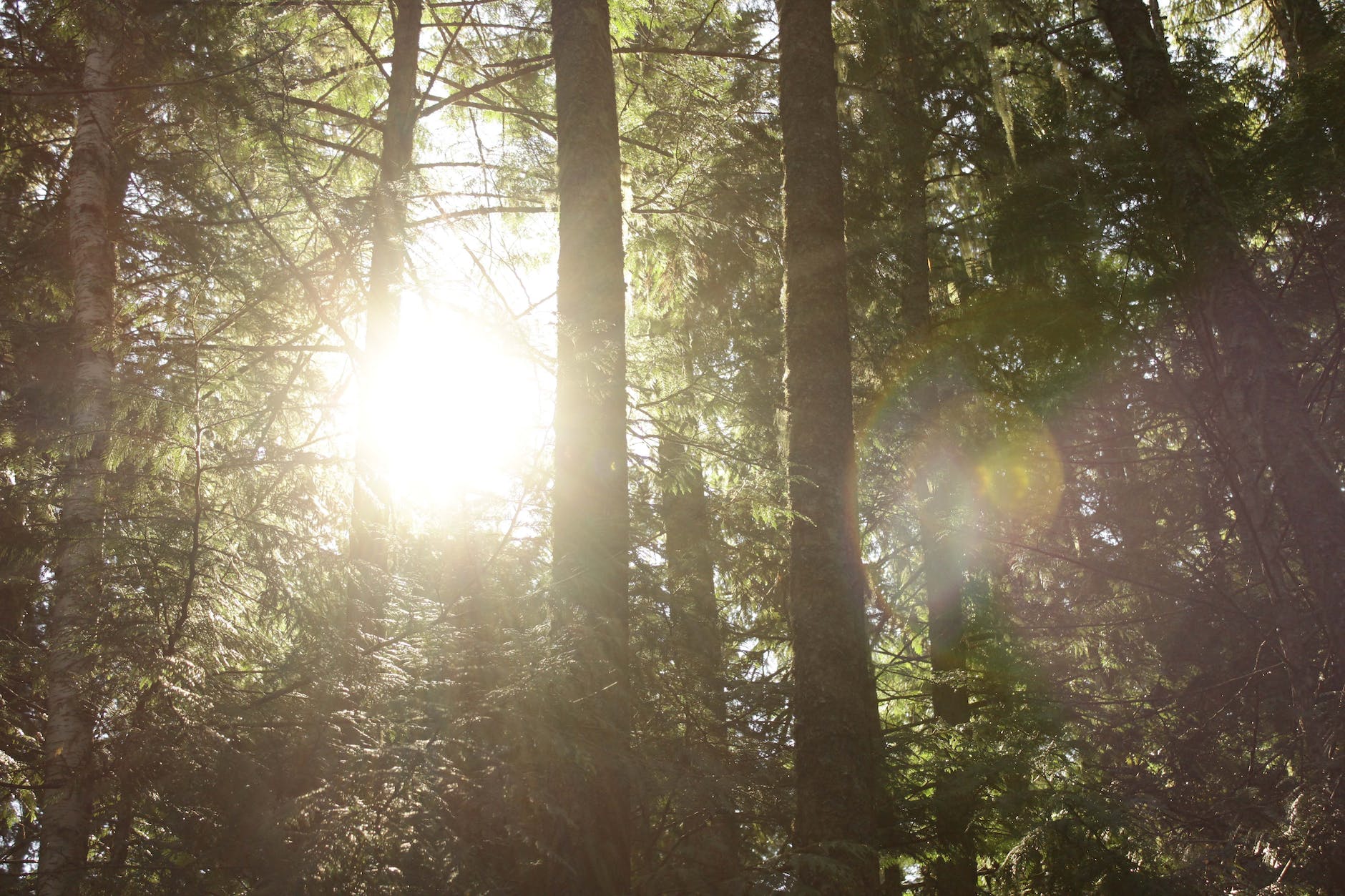 Environmental Self-Regulation in Favourite Places and Shinrin Yoku