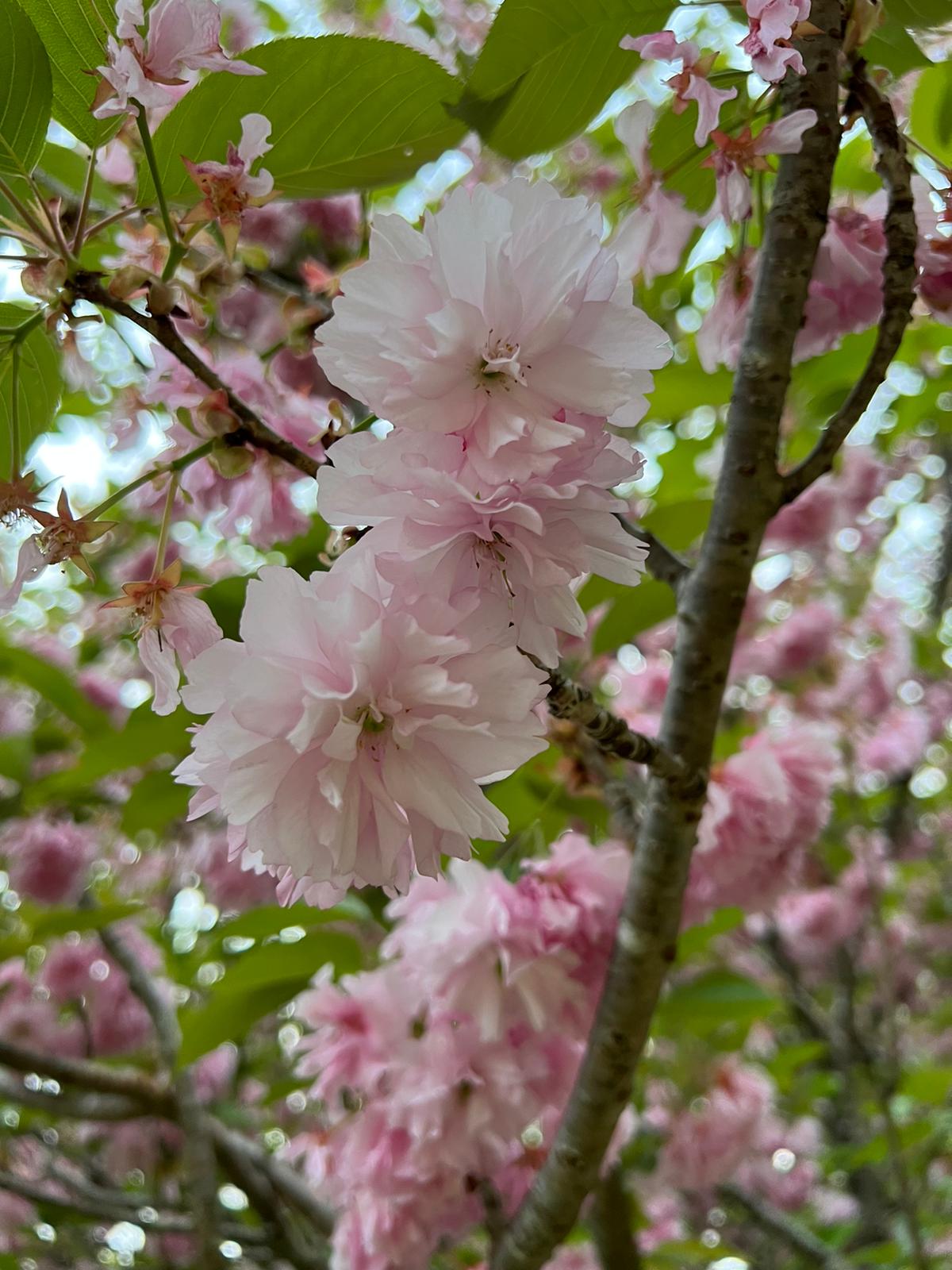 The Mood-Improving Effect of Viewing Images of Nature and Its Neural Substrate. Tips for Forest Therapy Guides.